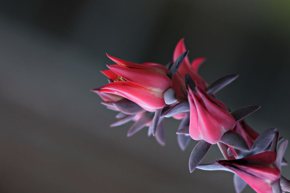 Blumen müssen nicht schön sein. Sie sind es