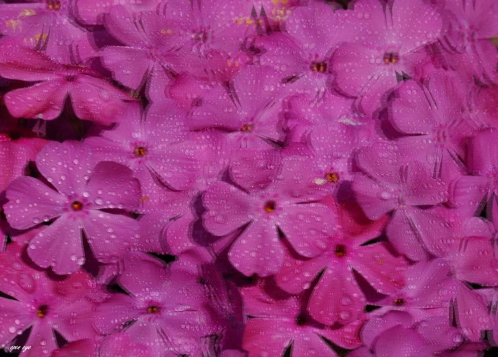 Blumen nach dem Regen - 3D Interlaced