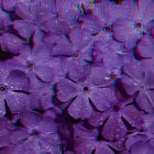 Blumen nach dem Regen - Anaglyphe