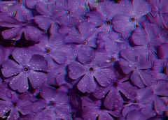 Blumen nach dem Regen - Anaglyphe