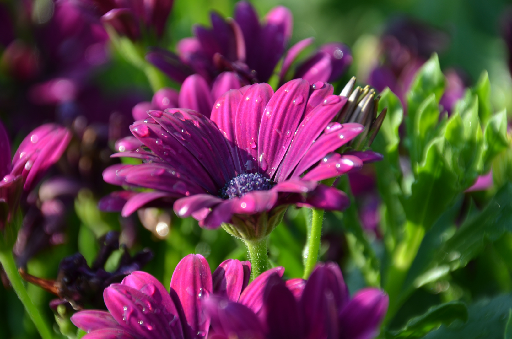 Blumen nach dem regen