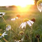 Blumen neben der Papstwiese II