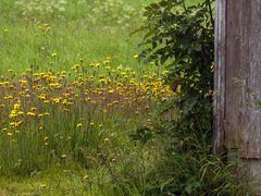 Blumen neben der Scheune