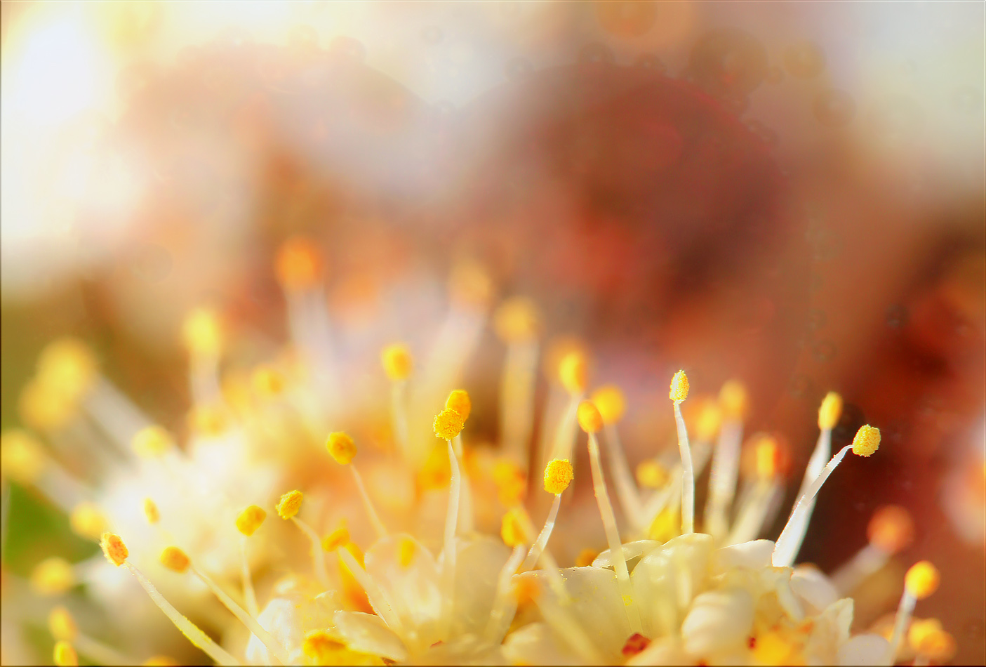 blumen öffnen herzen ...