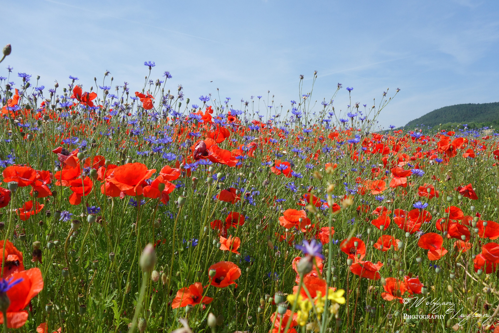 Blumen ...ohne Ende