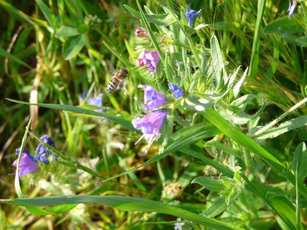 Blumen ohne Ende im Februar