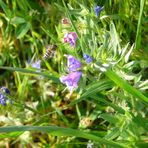 Blumen ohne Ende im Februar