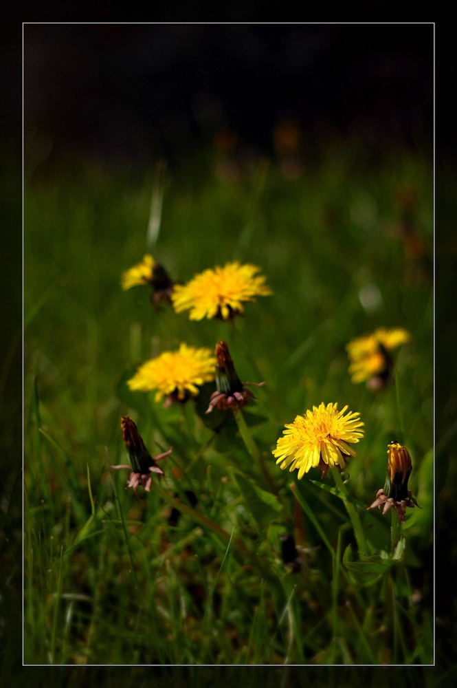 Blumen ohne Namen