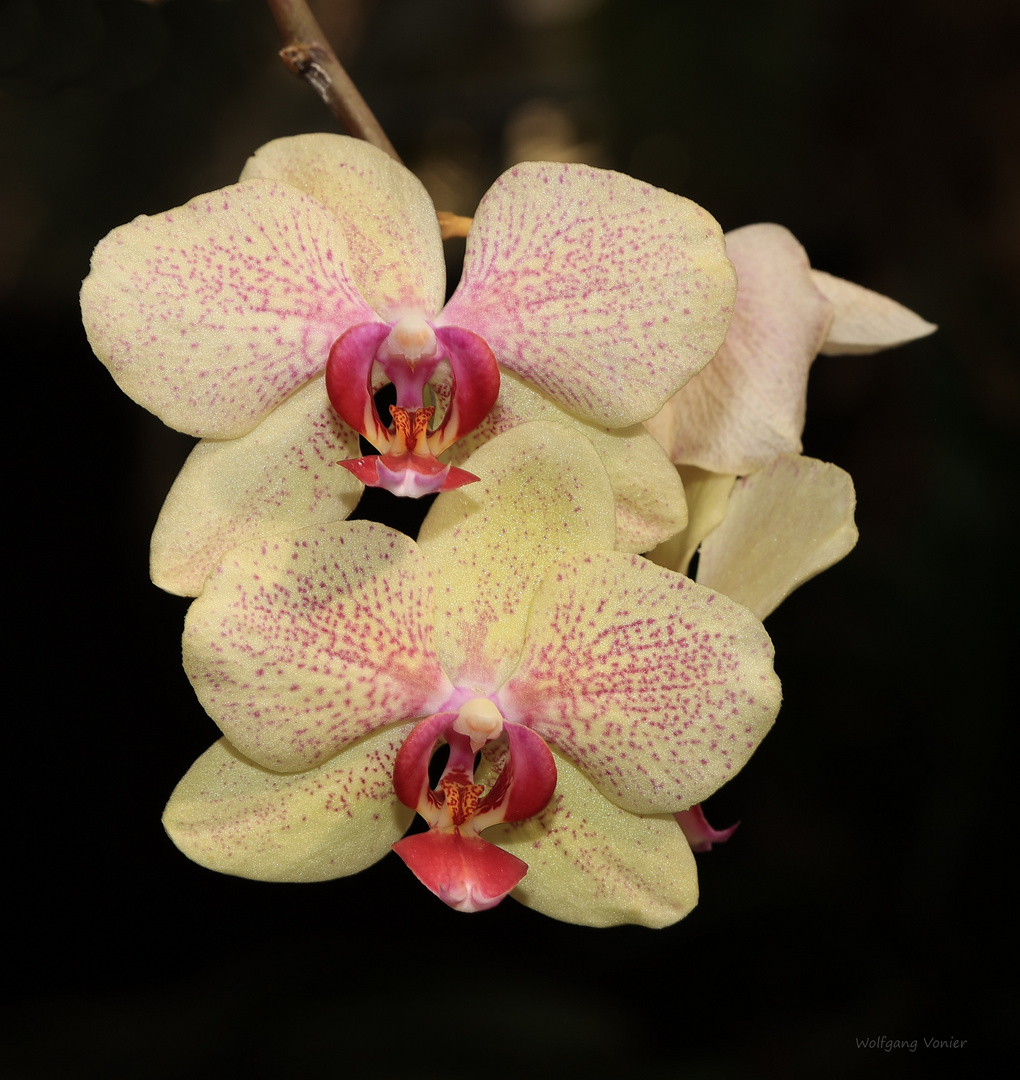 Blumen-Orchideen- Gelb-rot_1