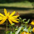 Blumen-Panorama mit Bläuling  .....