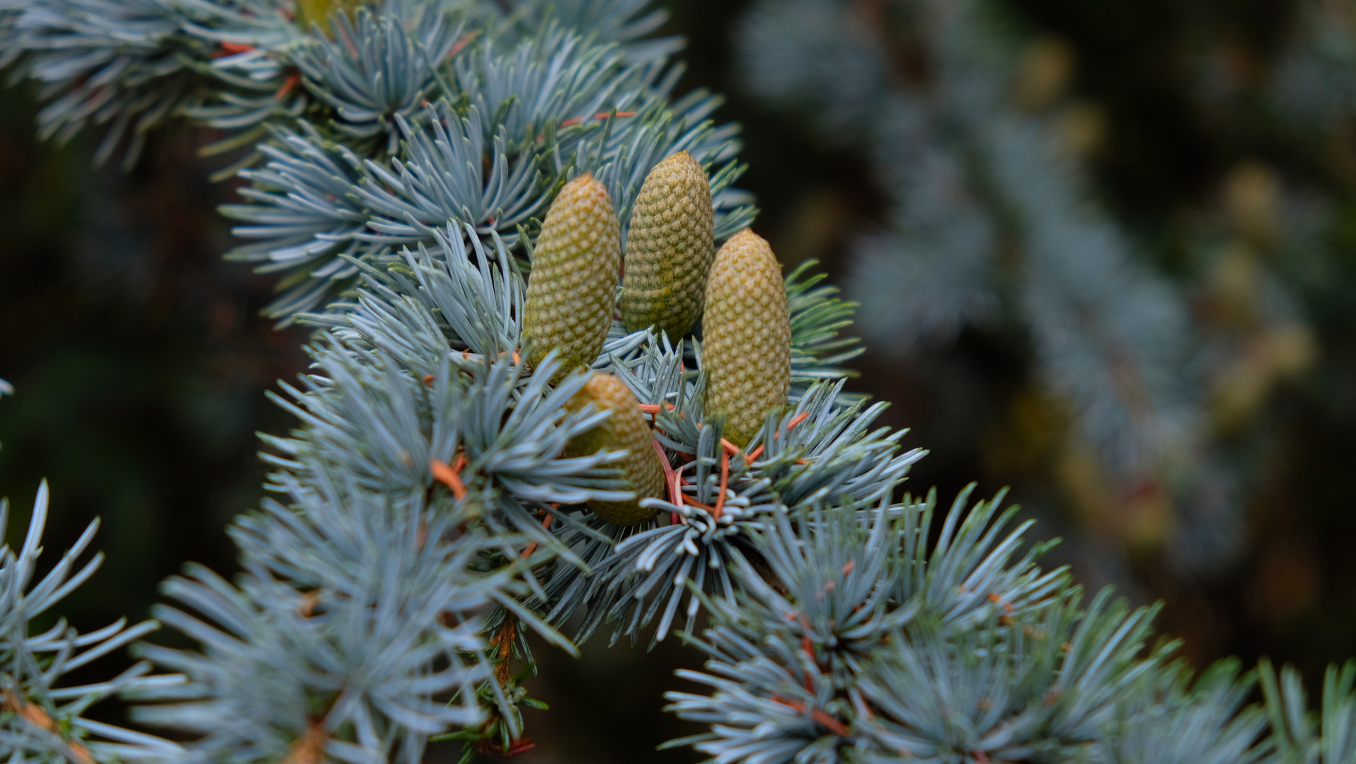 blumen pflanzen 2018