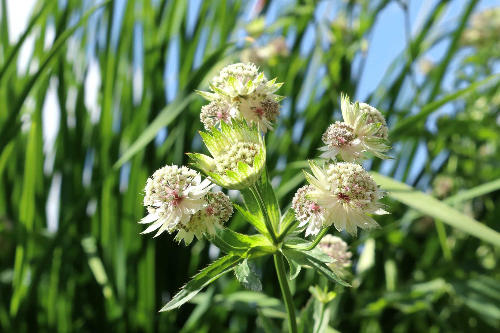 Blumen, Pflanzen, Himmel, Wolken