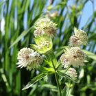 Blumen, Pflanzen, Himmel, Wolken