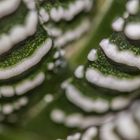 Blumen / Pflanzen, Makro- Fotografie