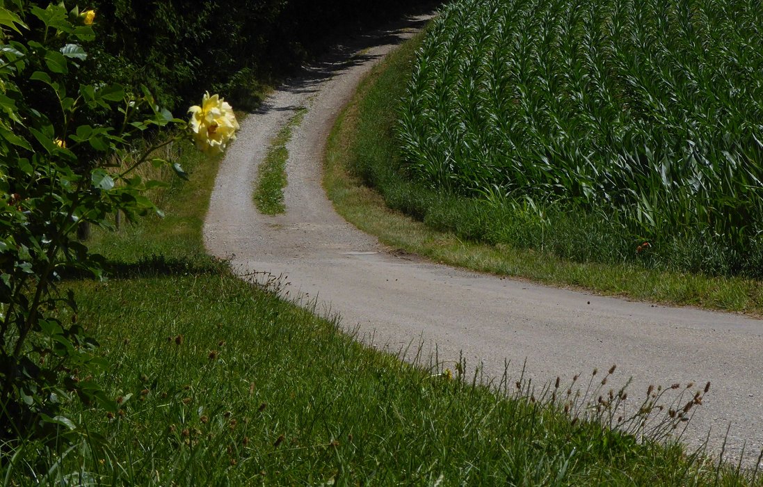 Blumen pflastern den Weg