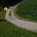 Blumen pflastern den Weg