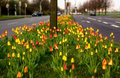 Blumen pflücken...