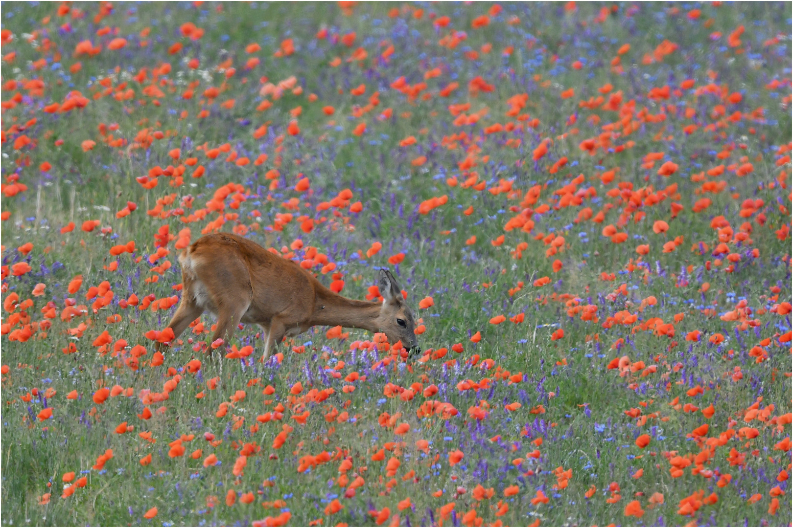 Blumen pflücken