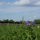 Blumen pflücken während der Fahrt verboten!