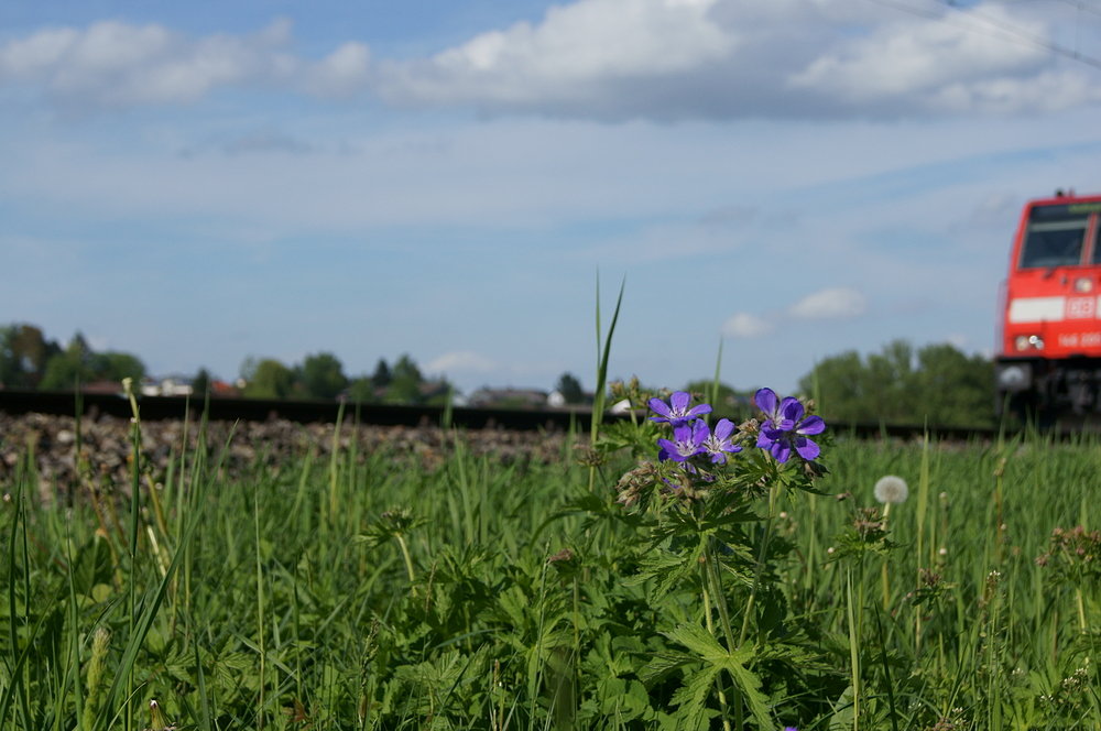 Blumen pflücken während der Fahrt verboten!