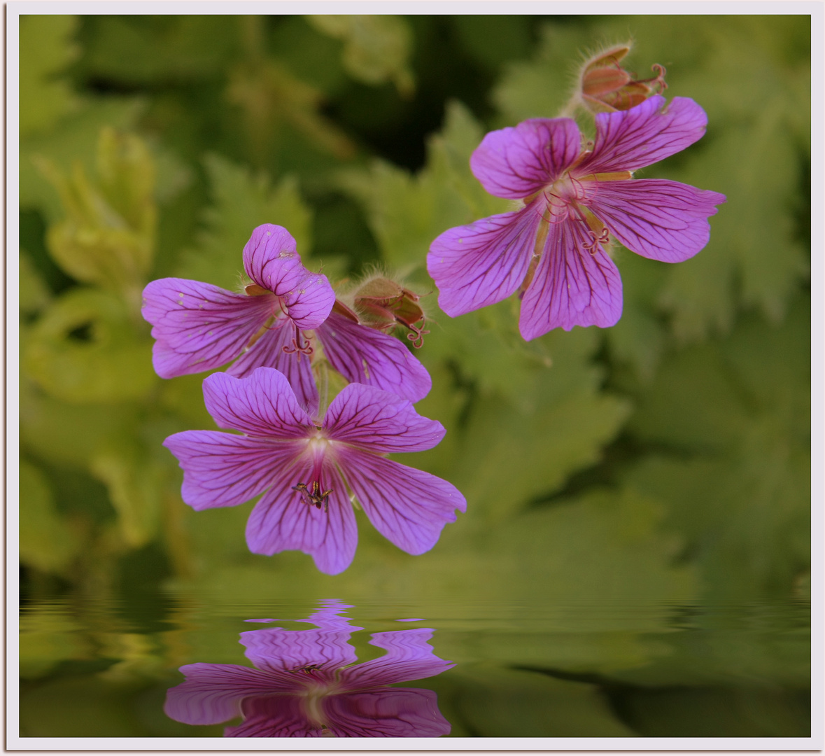 Blumen-Portrait