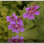 Blumen-Portrait