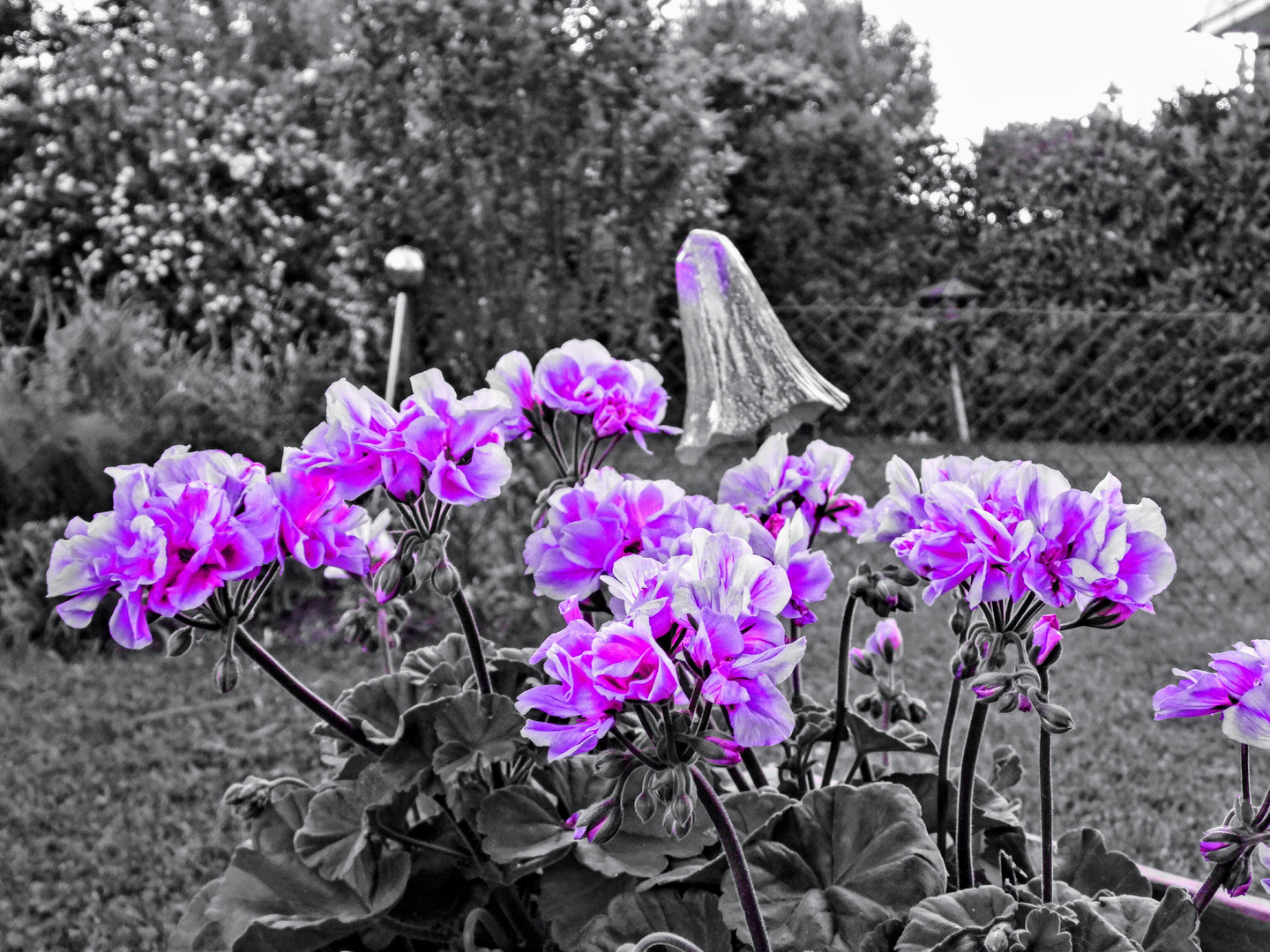 Blumen purple flowers