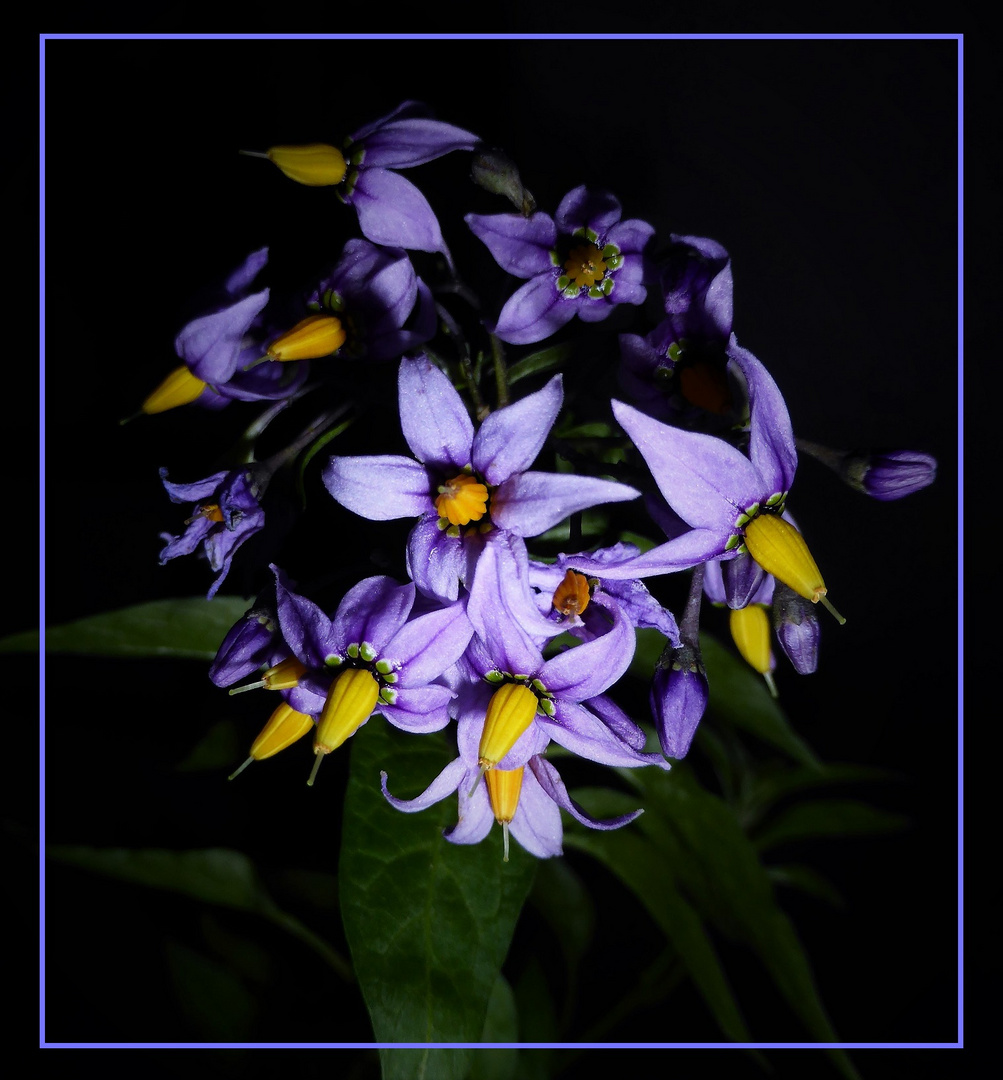 Blumen-Rad 7 Nachtschatten 