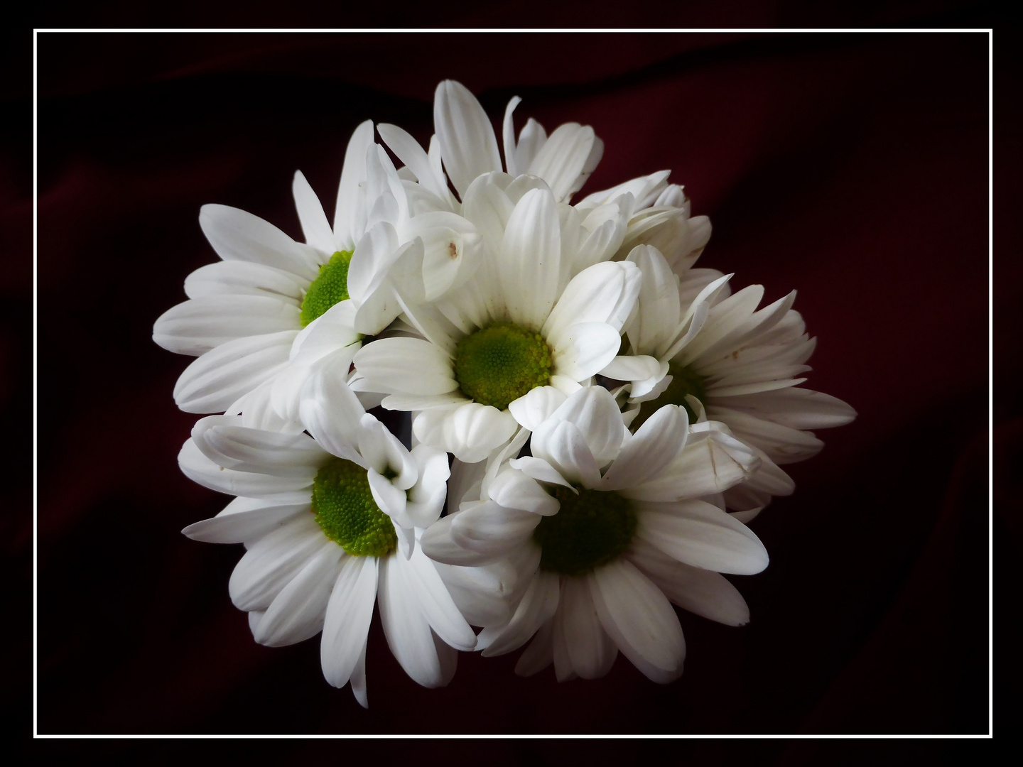 Blumen-Rat 5. Chrysanthemum