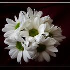 Blumen-Rat 5. Chrysanthemum