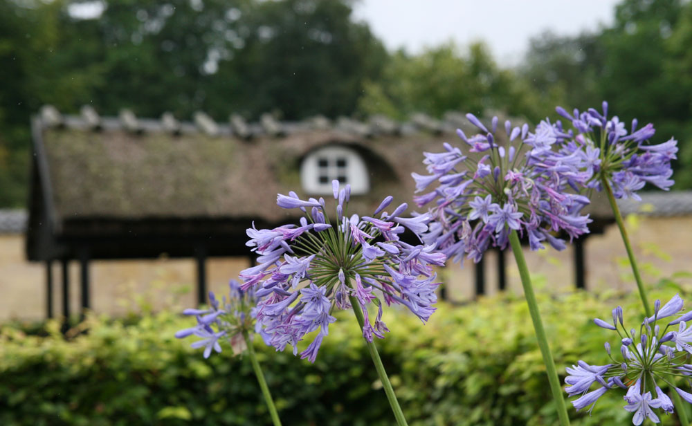 Blumen & Reetdach