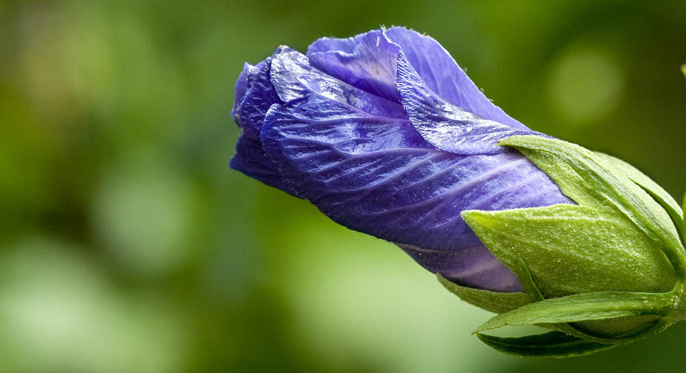 Blumen-Rollade ohne Gurke