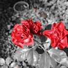 Blumen rot