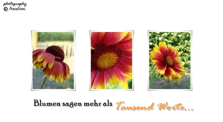 *Blumen sagen mehr als...*