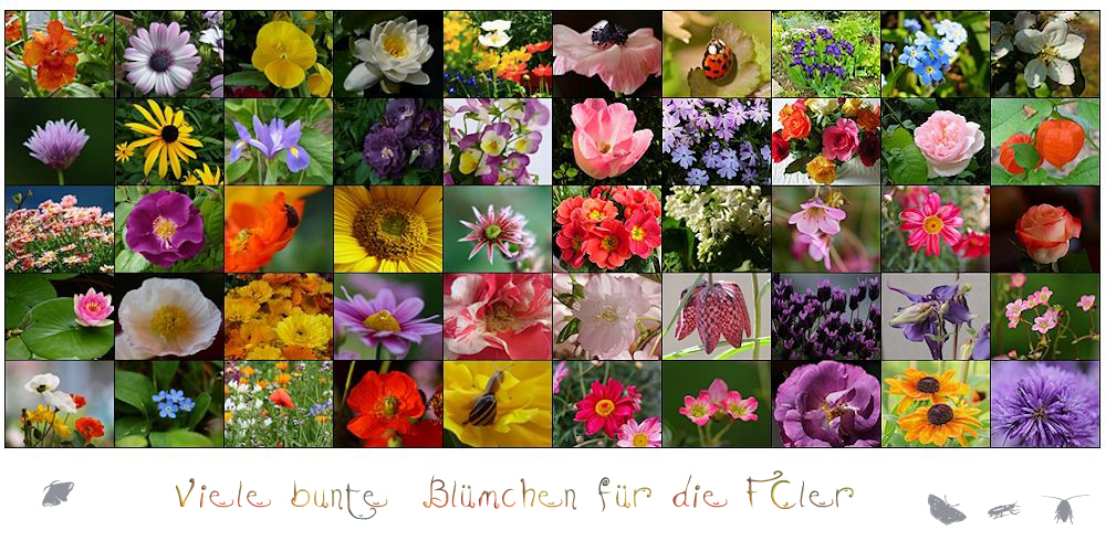 Blumen satt