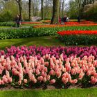 Blumen satt im Keukenhof