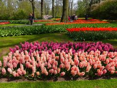 Blumen satt im Keukenhof