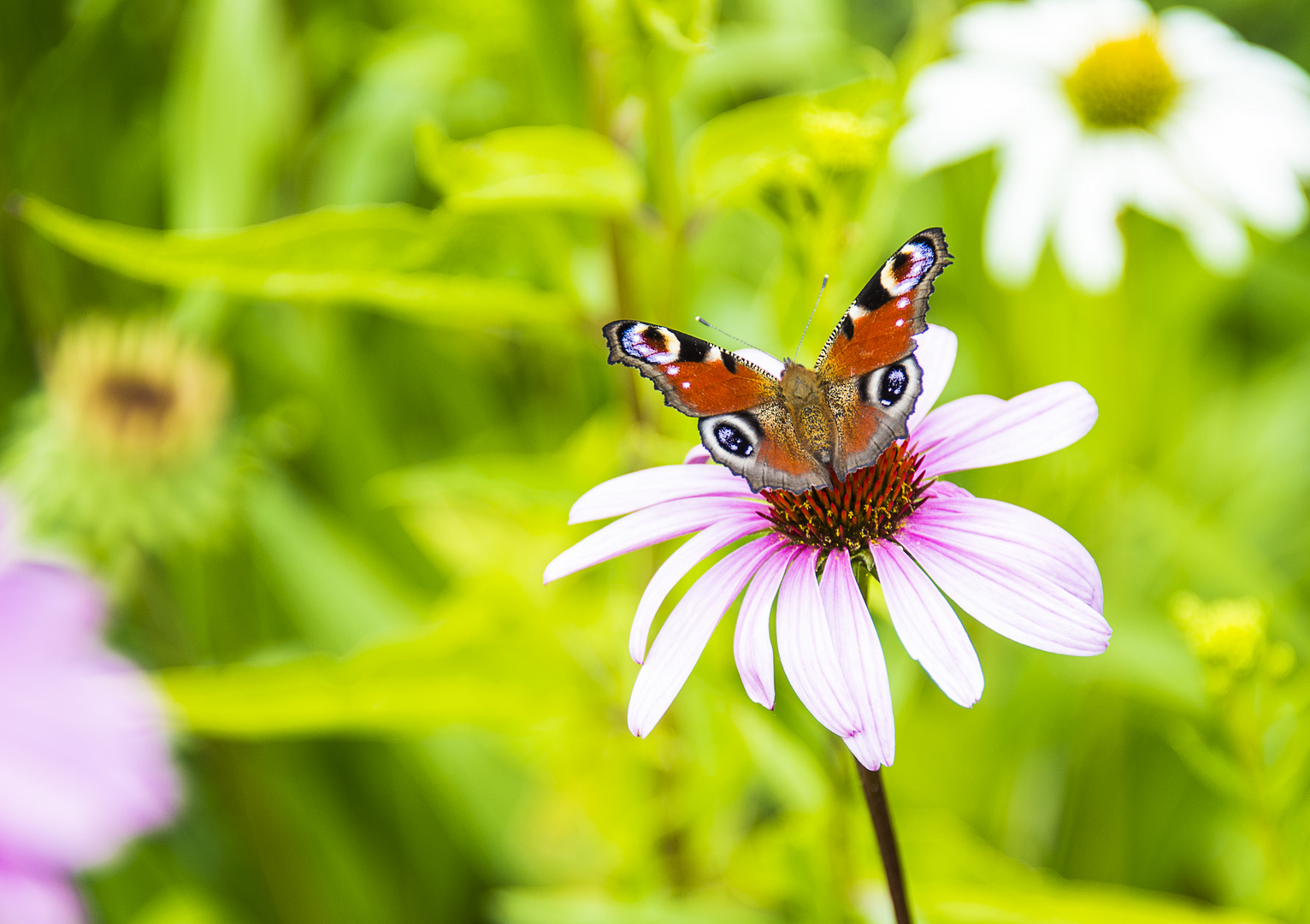 Blumen schauen dich an.