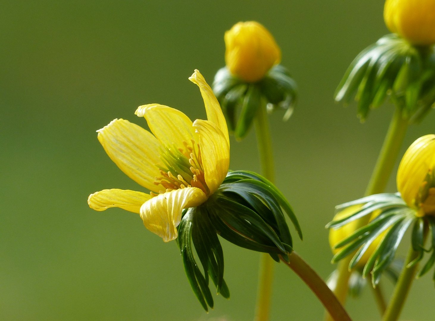 Blumen schenken macht Freude