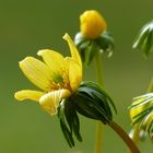 Blumen schenken macht Freude