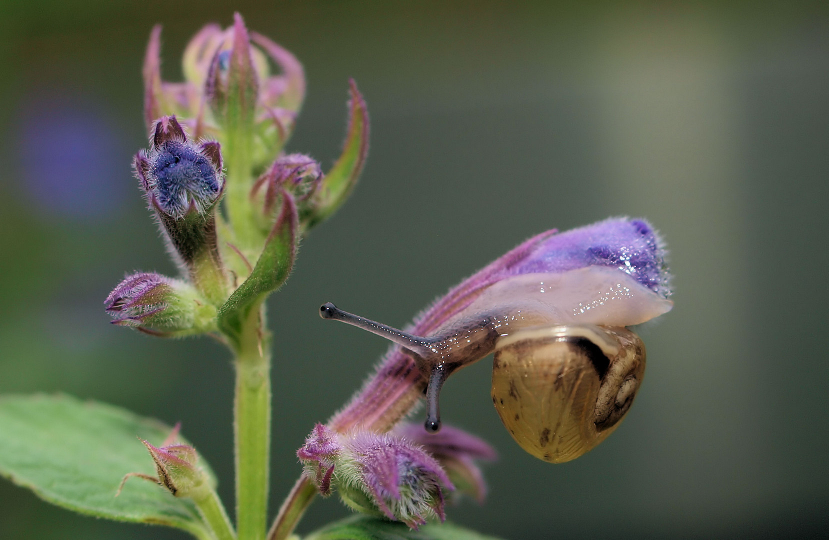 Blumen Schleimer