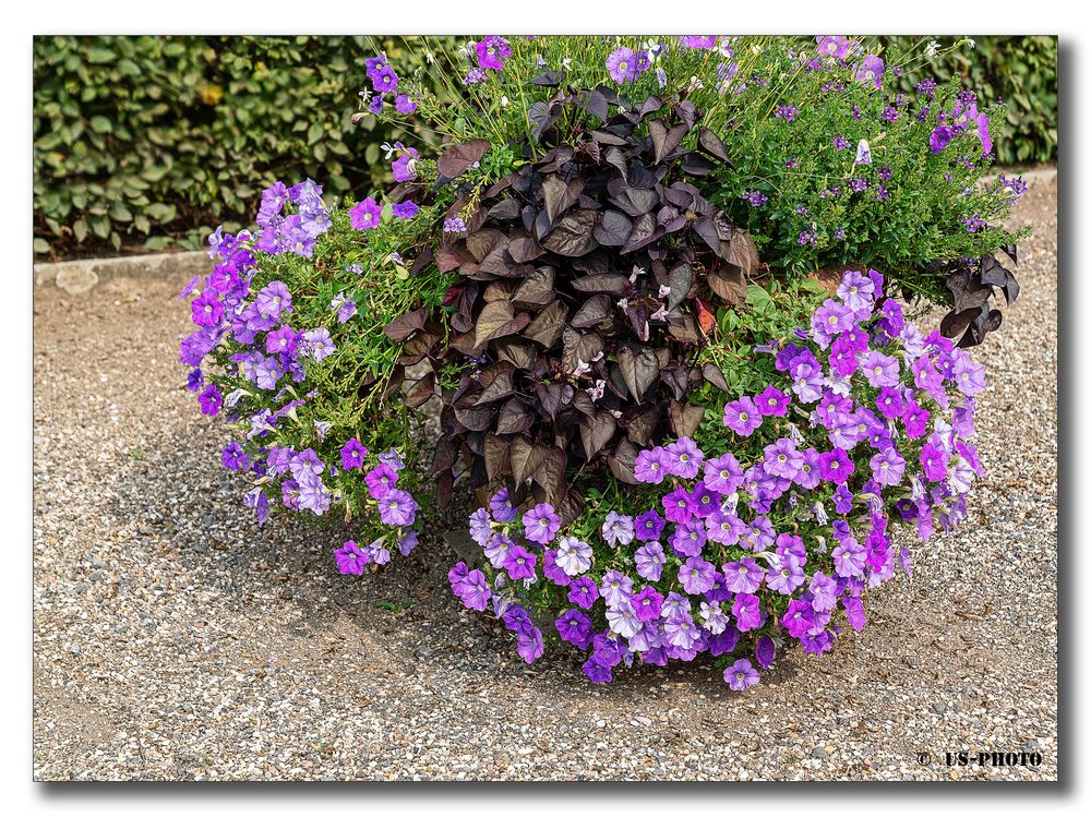 Blumen - Schlossgarten Herrenhausen