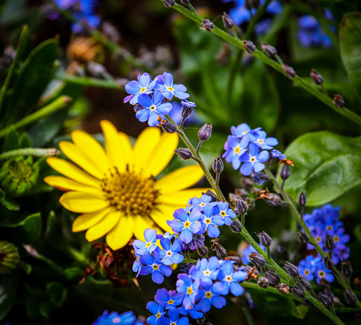 Blumen Schönheiten!