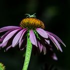 Blumen schpäter abends