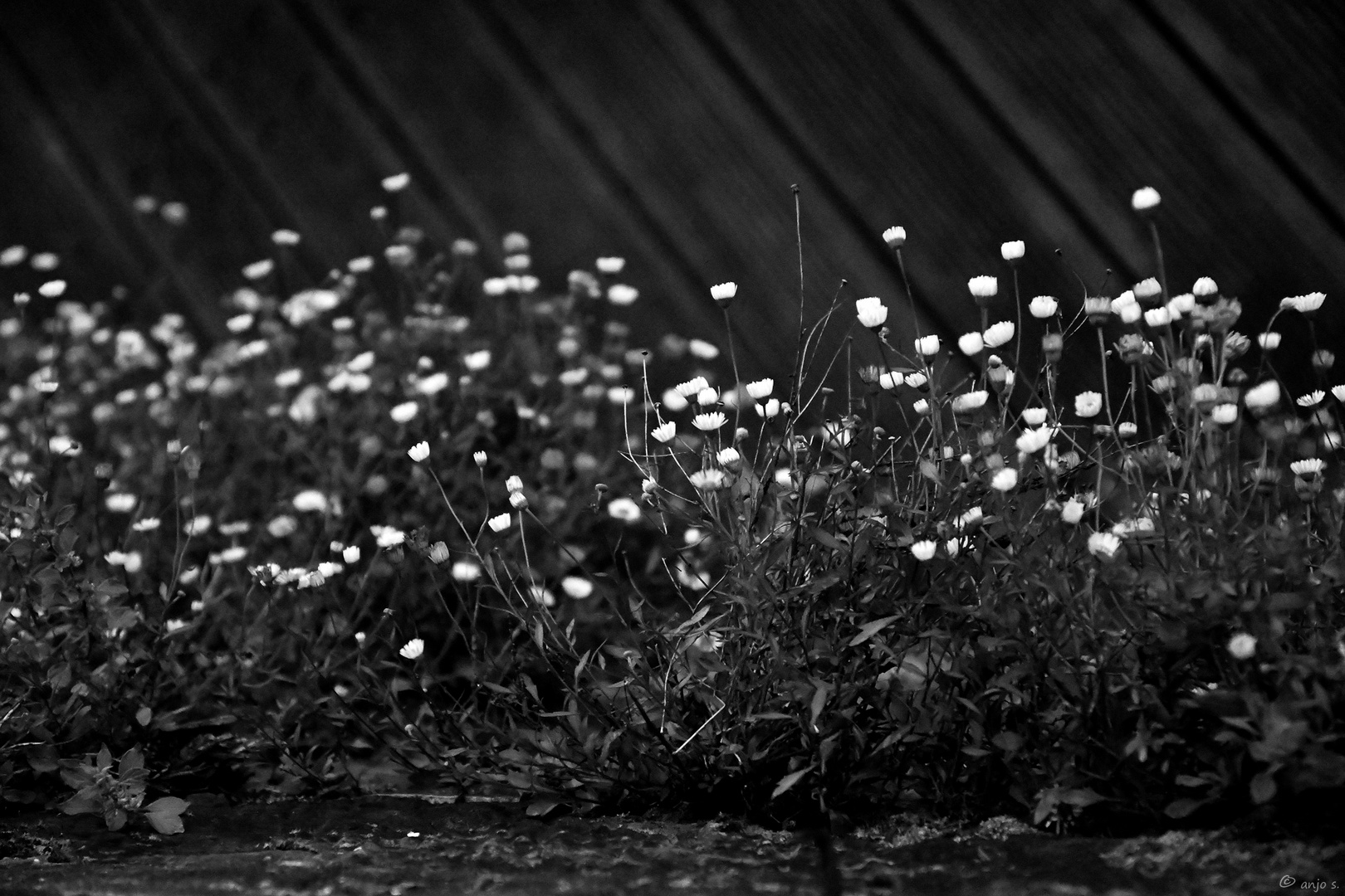 Blumen schwarz weiß