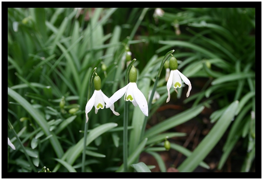 Blumen Schwestern