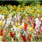 Blumen selbst pflücken