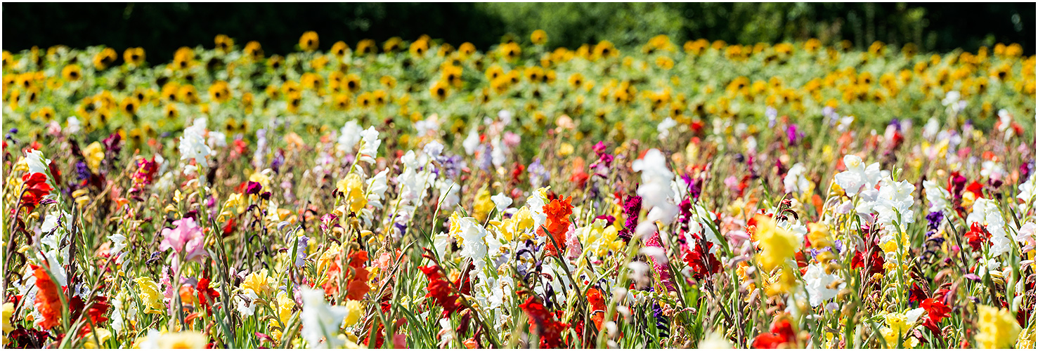 Blumen selbst pflücken