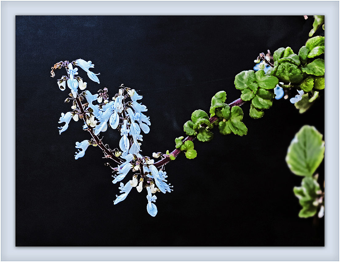 Blumen sind auch des Nachts schön  /  fiori sono belli anche di notte