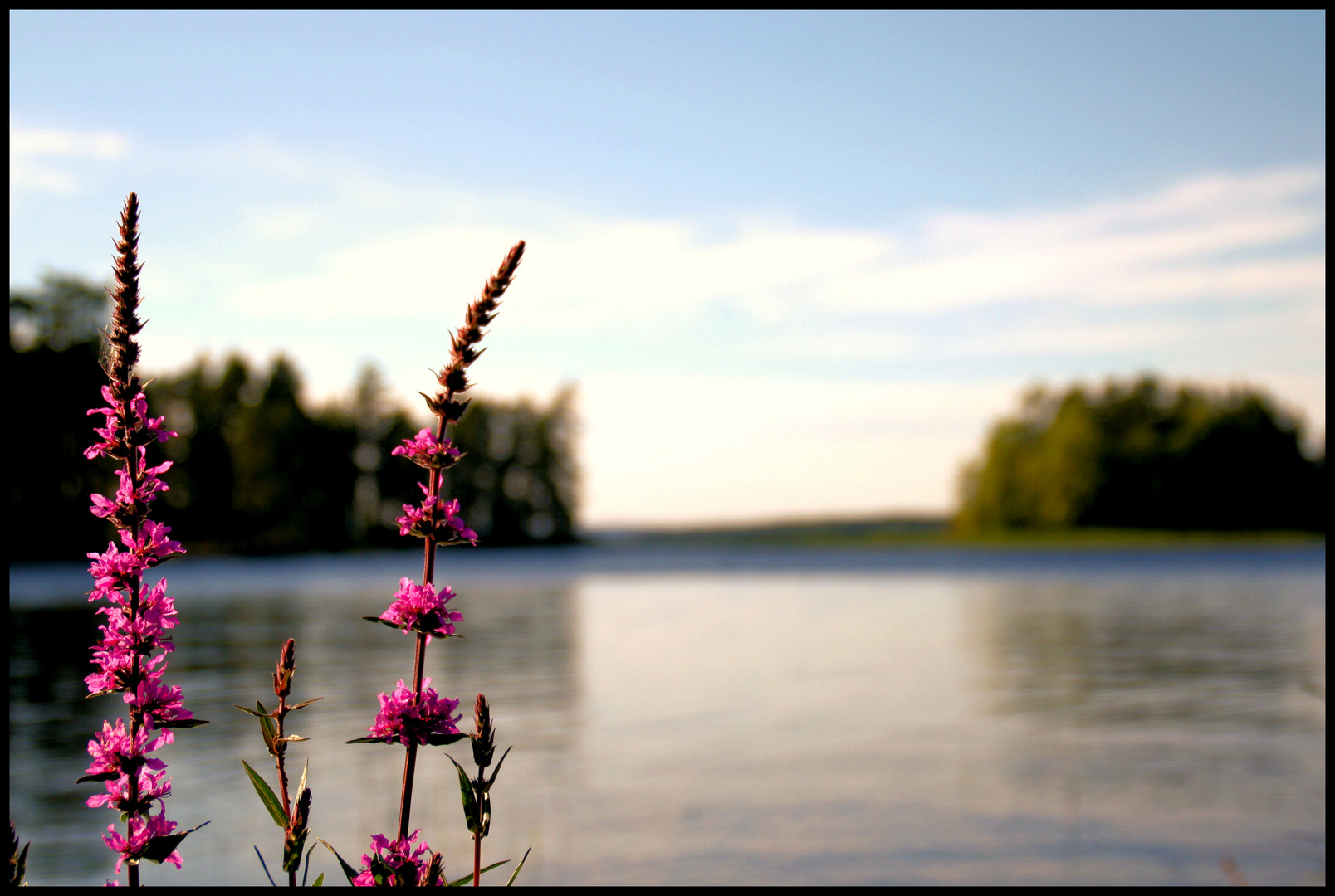 Blumen sind...